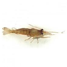 evia-medium-shrimp-weichkoder