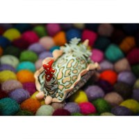 oceanarium-psychedelic-batwing-slug-nudibranch-magnet