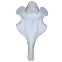 Eurohunt Artificial Skull Stag