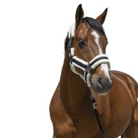 norton-equestrian-cosy-halter
