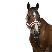 norton-equestrian-cosy-halter