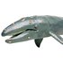 Safari ltd Gray Whale Figur