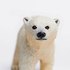 Safari ltd Polar Bear Cub Figur