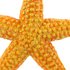 Safari ltd Starfish Sea Life Figur